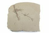 Shale With Dawn Redwood (Metasequoia) Fossils - Montana #378260-1